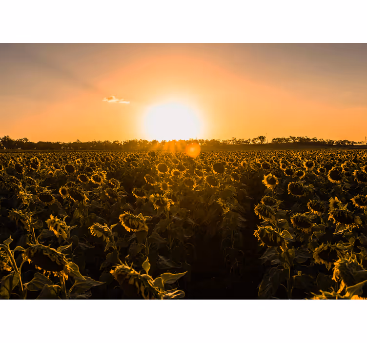 Fotomurais flores campo de girassóis ao crepúsculo - TenStickers
