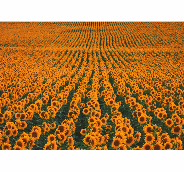 Fotomurais flores campo de girassóis - TenStickers