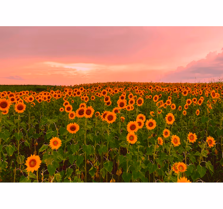 Fotomurais flores campo vibrante de girassóis - TenStickers