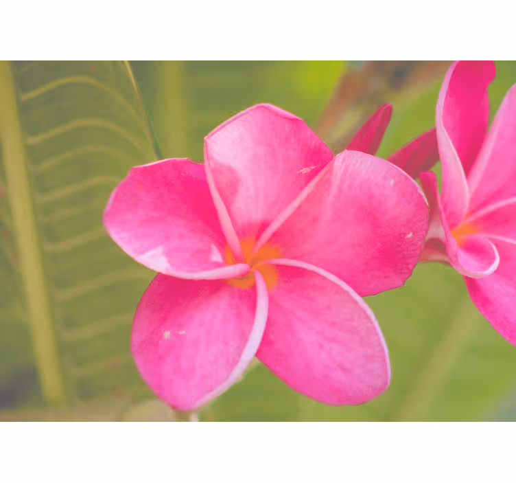 Fotomurais flores acento floral rosa - TenStickers