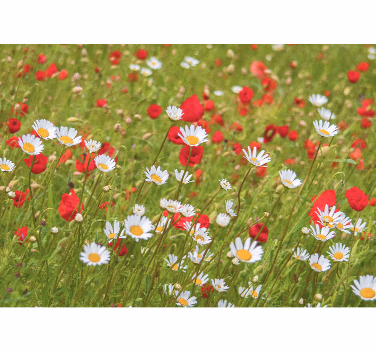Fotomurais flores campo de flores vibrantes - TenStickers