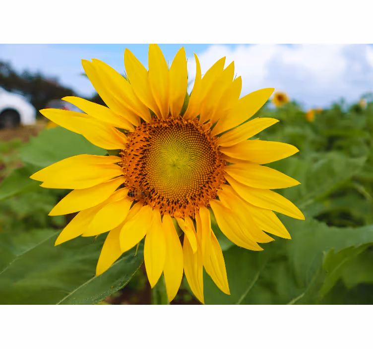 Fotomurais flores beleza do girassol em flor - TenStickers