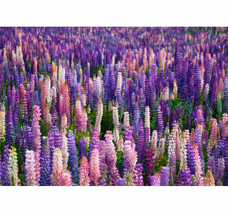 Murais de Parede Campo de flores roxas - TenStickers