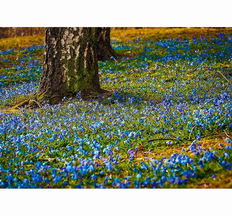Fotomurais flores cena do campo de campainhas - TenStickers