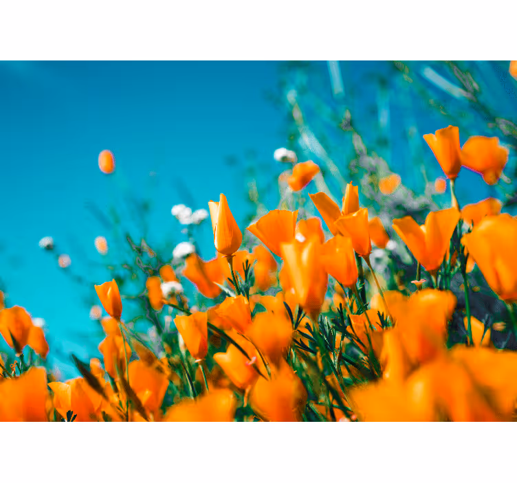 Fotomurais flores papoulas douradas - TenStickers