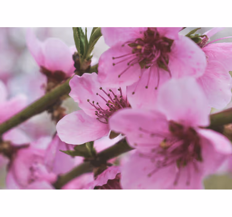 Murais de Parede Lindas flores rosa - TenStickers