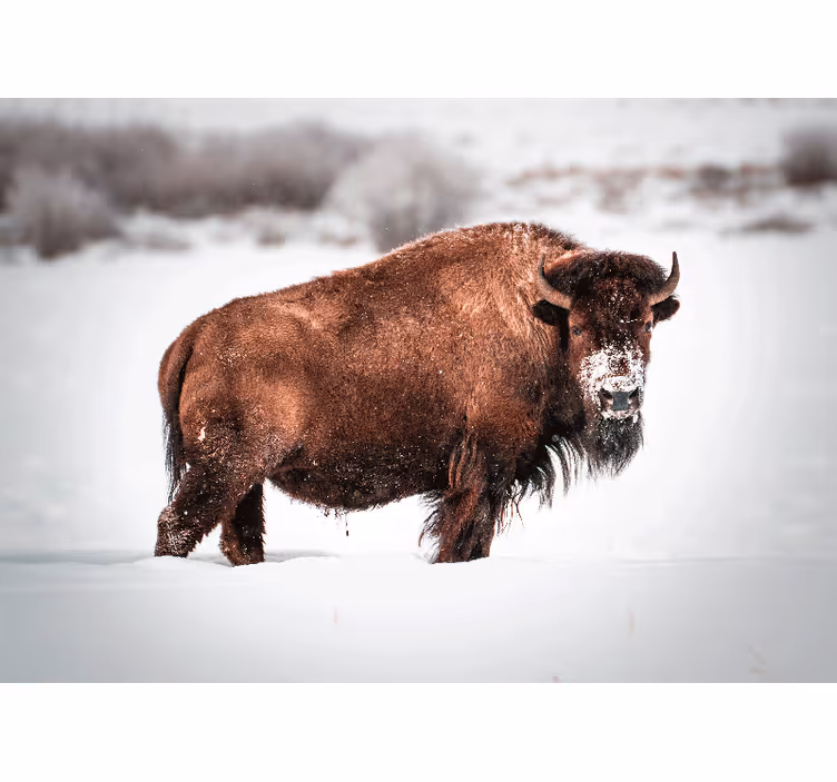Mural de parede animais posição do bisonte majestoso - TenStickers