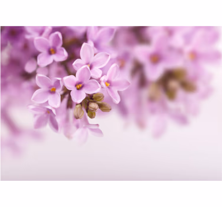 Fotomurais flores flores de lilás delicadas - TenStickers