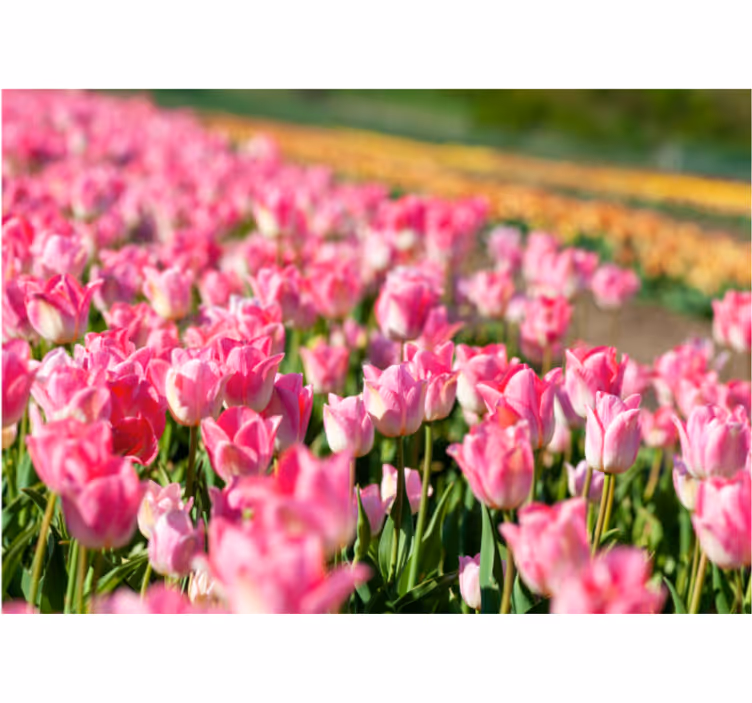 Mural de parede tulipas campo vibrante e florido - TenStickers