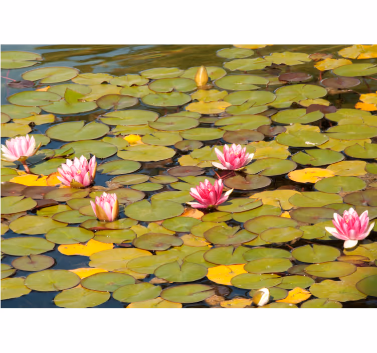 Fotomurais flores Nenúfares e flores rosa - TenStickers