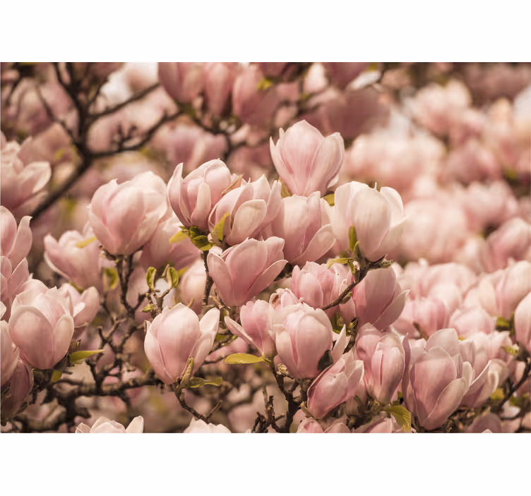 Fotomurais flores produtode flores de magnólia - TenStickers