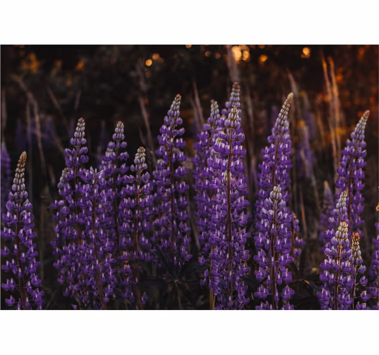 Fotomurais flores campos de flores roxas - TenStickers
