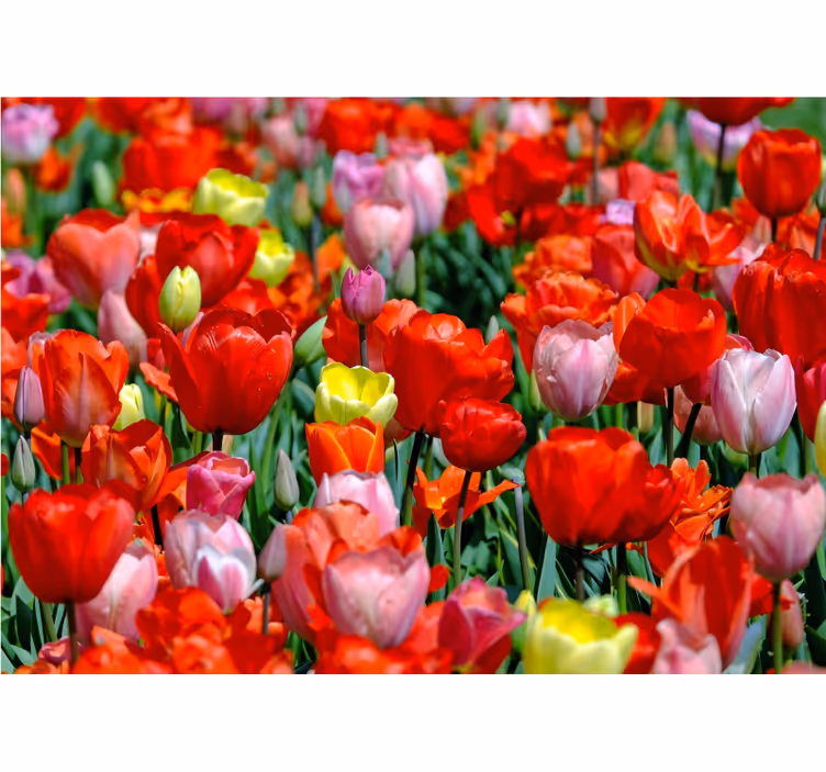 Fotomurais flores campo colorido de tulipas - TenStickers