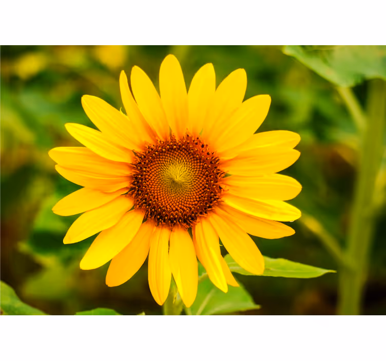 Murais de Parede Uma simples flor do sol - TenStickers