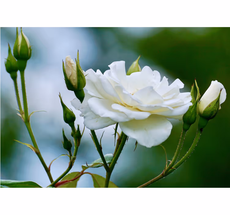 Fotomurais flores rosa branca elegante - TenStickers