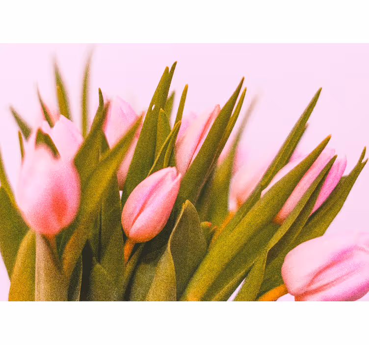 Mural de parede papoilas flores de tulipa rosa - TenStickers