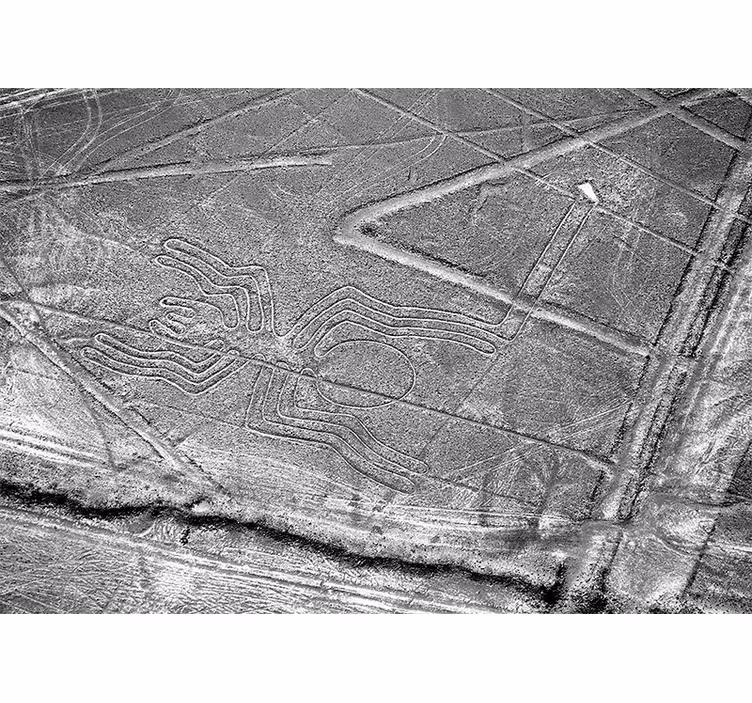 Mural de parede animais aranha de nazca - TenStickers
