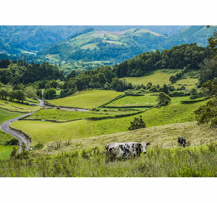 Fotomurais de paisagens campos verdes ondulantes - TenStickers