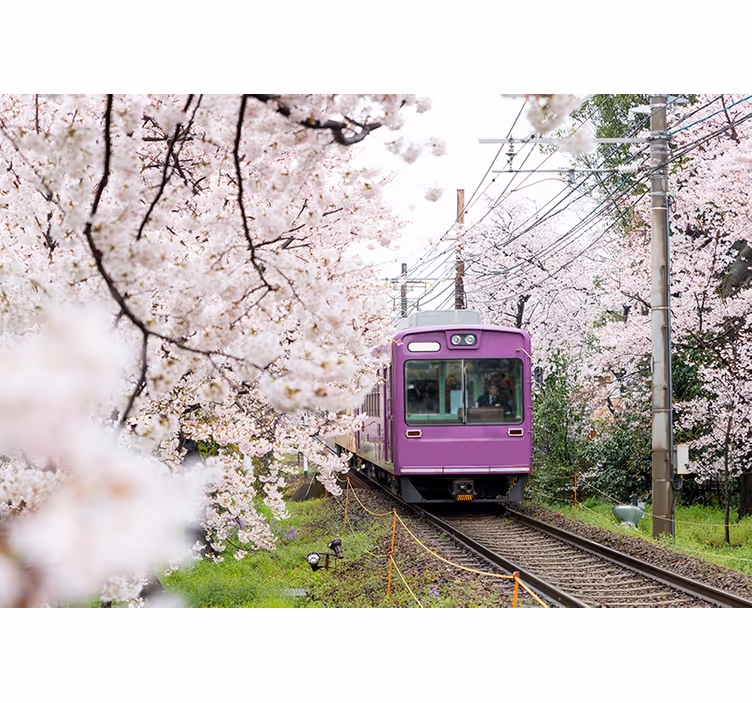 Fotomurais cidades e países trem das cerejeiras - TenStickers
