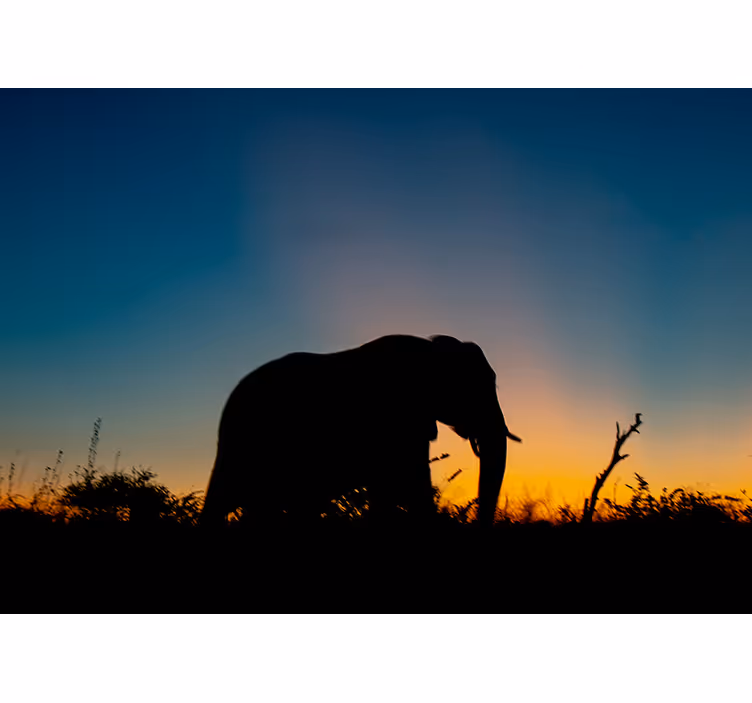 Mural de parede animais silhueta de elefante ao pôr do sol - TenStickers