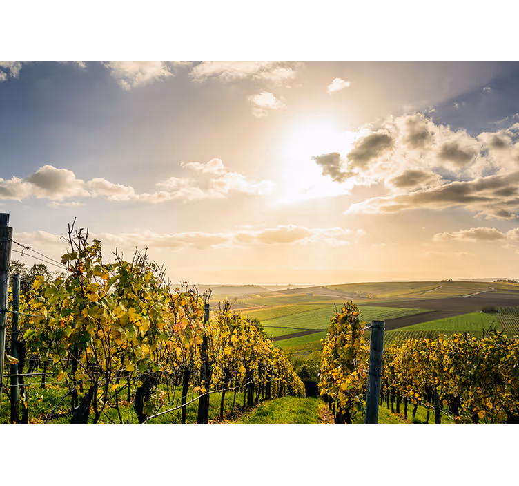 Fotomurais de paisagens vista do pôr do sol na vinícola - TenStickers