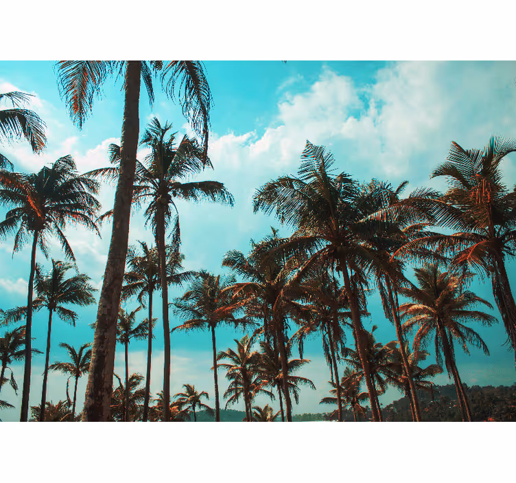 Fotomurais de paisagens Belas palmeiras paisagem tranquila - TenStickers