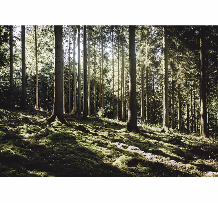 Mural de parede bosques cena de floresta tranquila - TenStickers