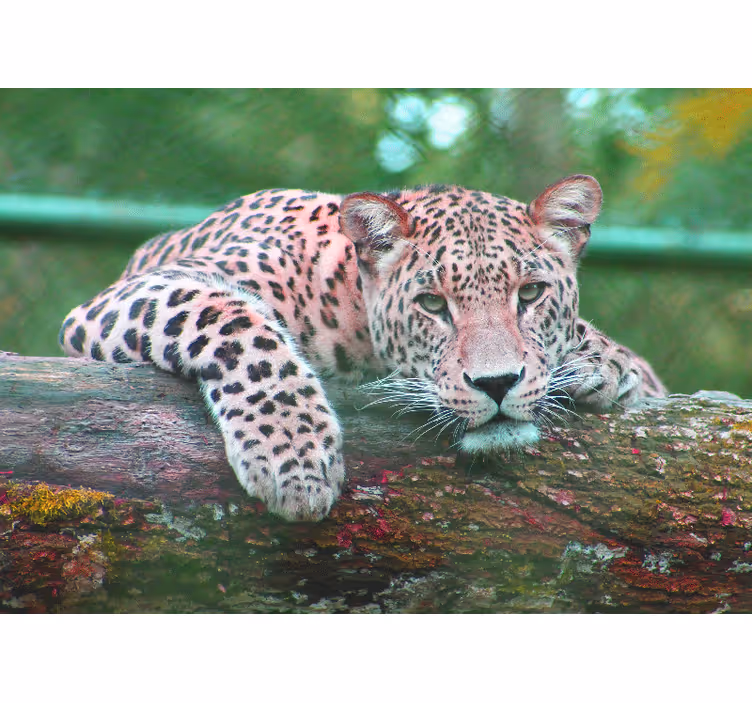 Mural de parede animais leopardo repousando graciosamente - TenStickers