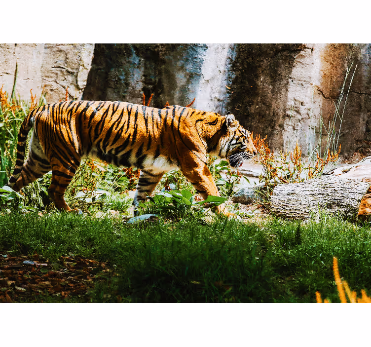 Mural de parede animais tigre majestoso caminhando - TenStickers