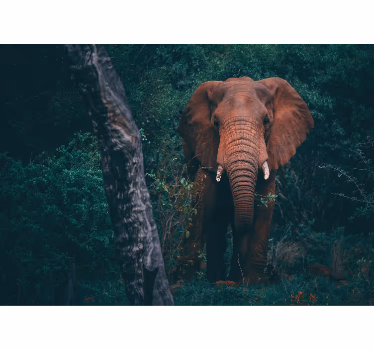 Mural de parede animais presença do elefante majestoso - TenStickers