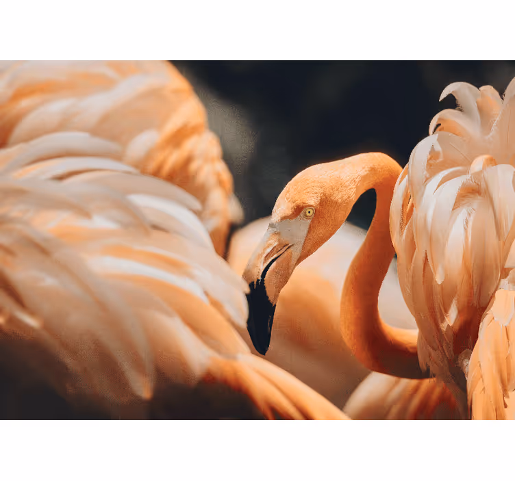Mural de parede animais cena elegante de flamingo - TenStickers
