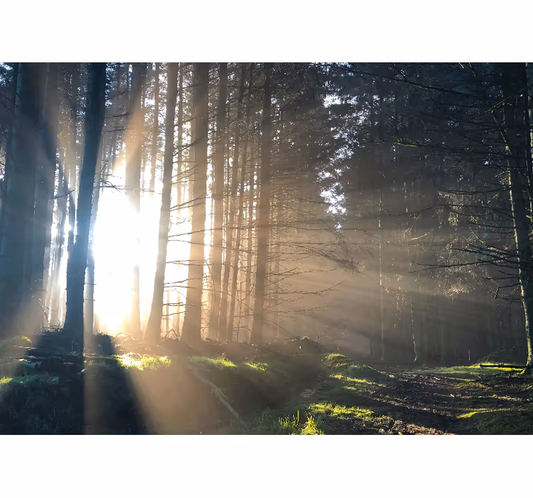 Mural de parede bosques caminho iluminado na floresta - TenStickers
