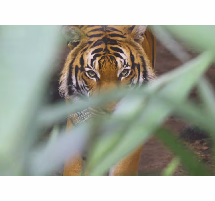 Mural de parede animais tigre na selva - TenStickers