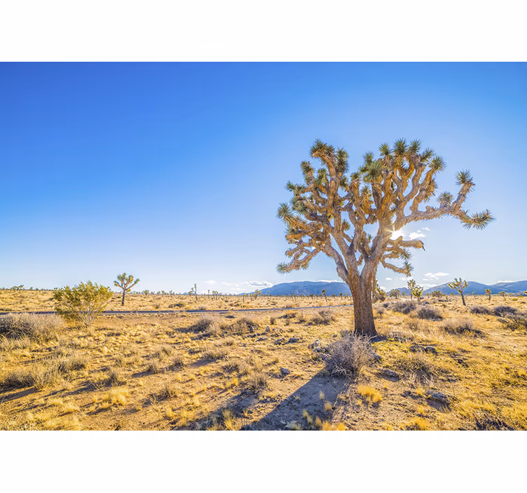 Mural de parede montanha paisagem de joshua tree - TenStickers