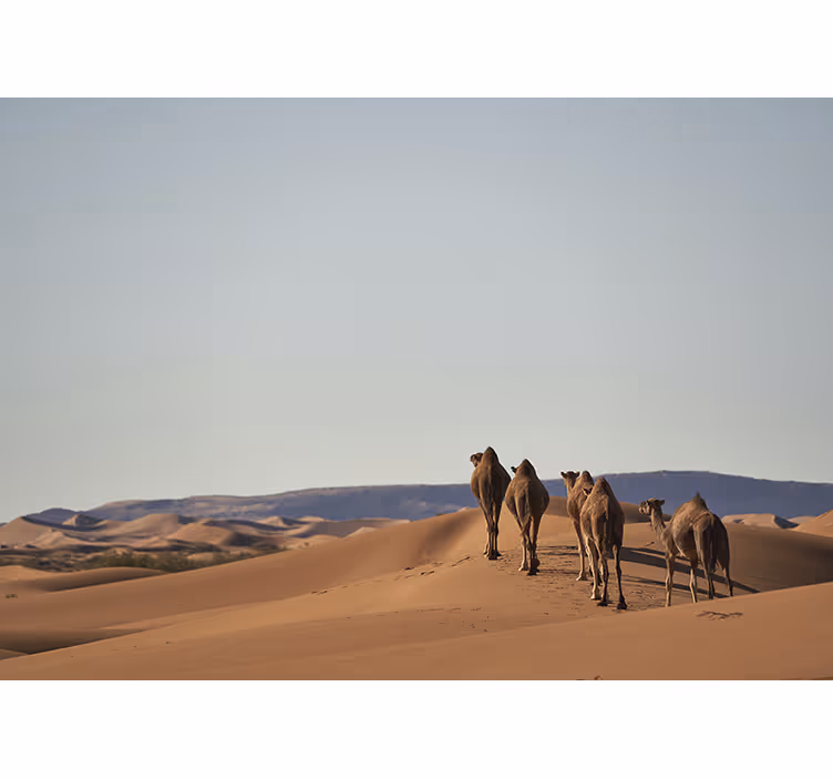 Mural de parede desertos camelos do deserto - TenStickers