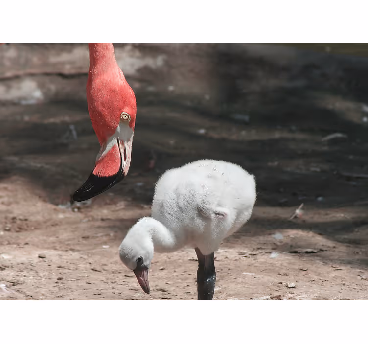 Mural de parede animais filhote de flamingo - TenStickers