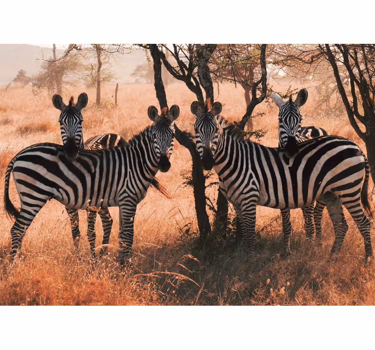 Mural de parede animais zebras na natureza - TenStickers