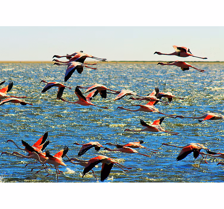 Mural de parede animais grupo de flamingos voadores - TenStickers