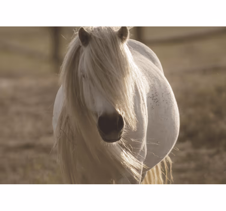 Mural de parede animais cavalo branco regal - TenStickers
