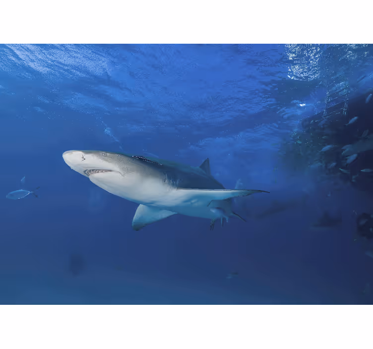 Mural de parede animais exploração do tubarão majestoso - TenStickers