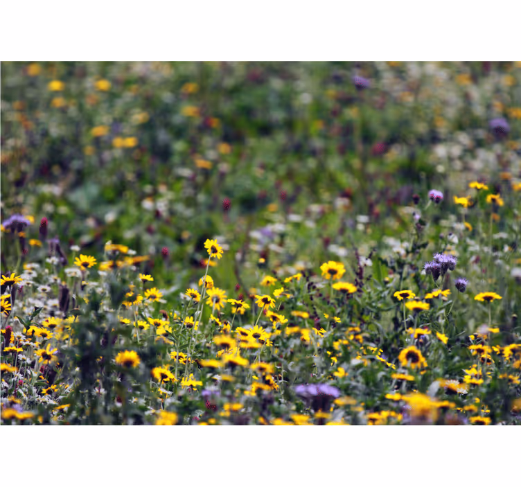 Fotomurais flores flores do campo ensolarado - TenStickers