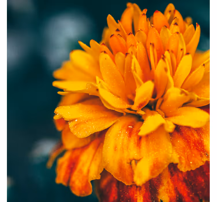 Fotomurais flores close-up de flor laranja - TenStickers