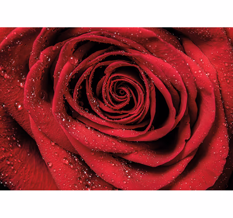 Fotomurais flores rosa com gotas de Água - TenStickers