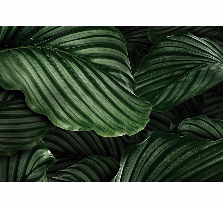Mural de parede natureza folhas verdes luxuosas - TenStickers
