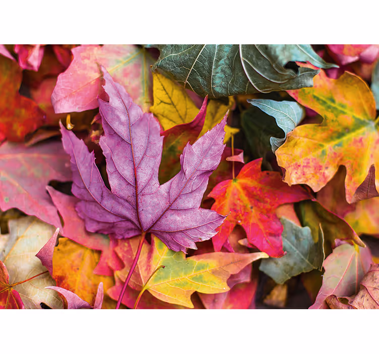 Fotomurais flores com padrões de folhas coloridas - TenStickers