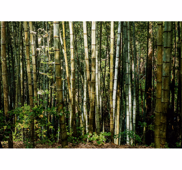 Mural de parede bambu paisagem de bosque de bambu - TenStickers