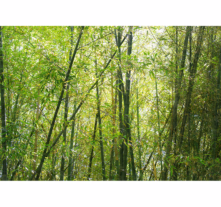 Mural de parede bambu bosque de bambu vibrante - TenStickers