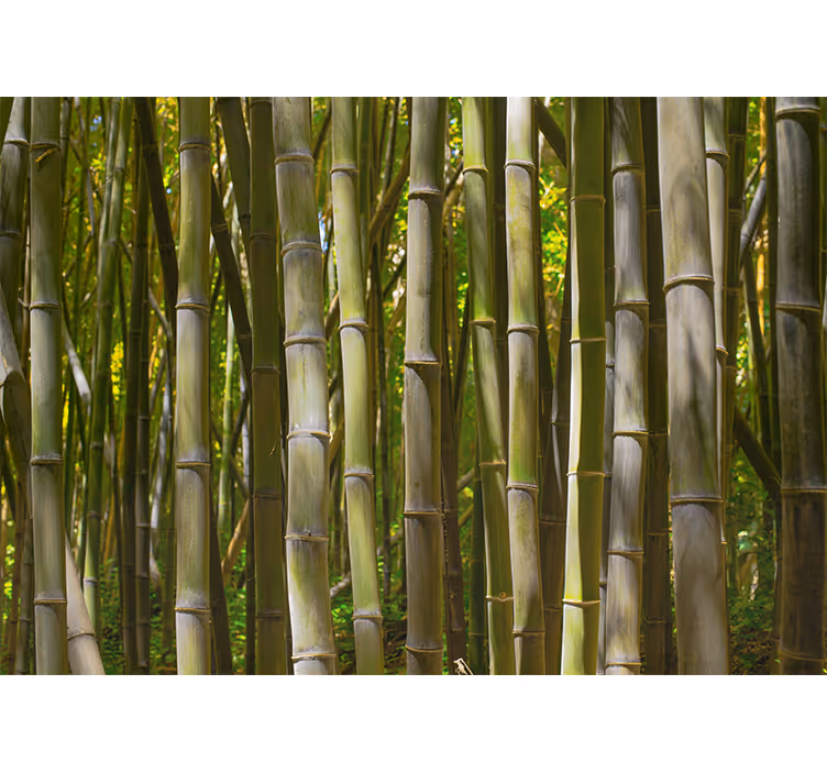 Mural de parede bambu bosque de bambu sereno - TenStickers