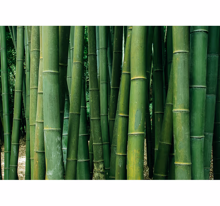 Mural de parede bambu floresta luxuriante - TenStickers