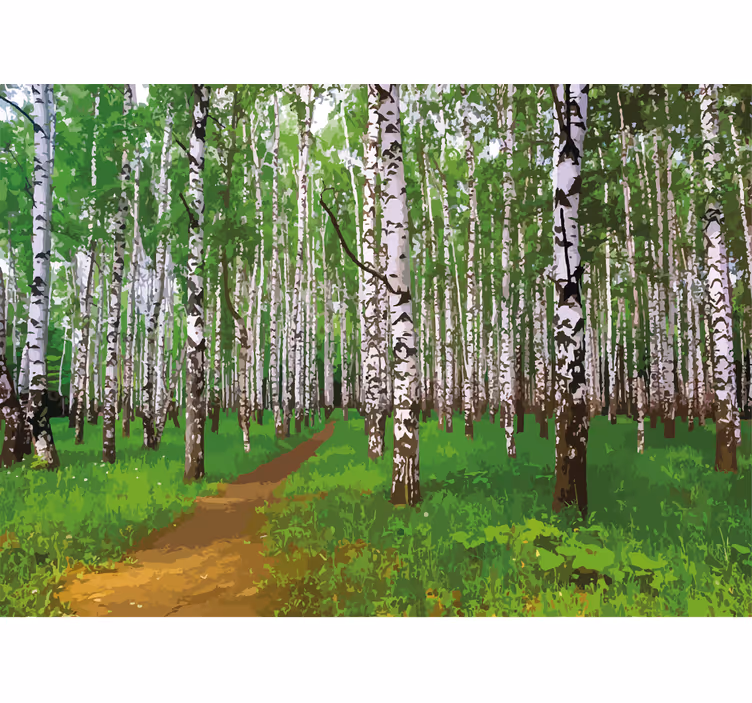 Floresta de bétulas com fotomural de luz solar - TenStickers